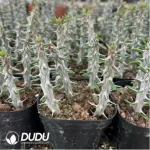 Alluaudia procera(5pcs/pot) - Image 2
