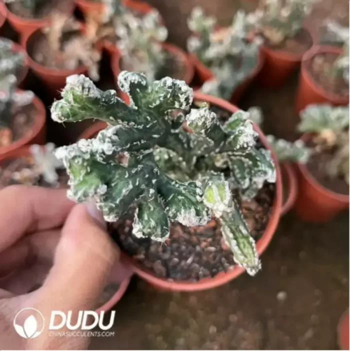 Cereus spegazzinii - Image 2