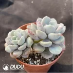 PachyphytumPachyphytum Egret Double Head - Image 2