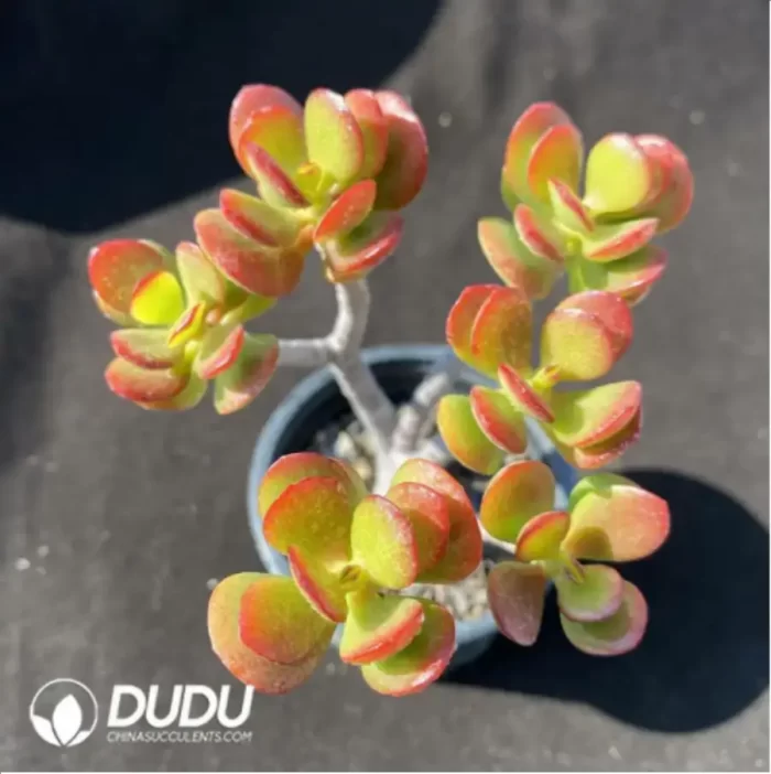 Echeveria Red Border Hibiscus Moonlit Night Clustering - Image 2