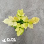 5.14/Pcs Radermachera Gold hainanensis Merr.(Plant)(100Pcs?? - Image 2