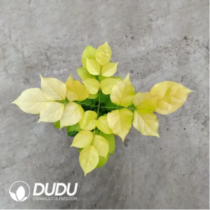 5.14/Pcs Radermachera Gold hainanensis Merr.(Plant)(100Pcs?? - Image 2