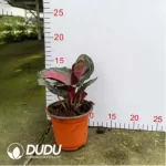 1.71/Pcs Marantaceae Lady Liberty(Reservations required)(Plant)(100Pcs?? - Image 2