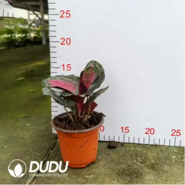 1.71/Pcs Marantaceae Lady Liberty(Reservations required)(Plant)(100Pcs?? - Image 2