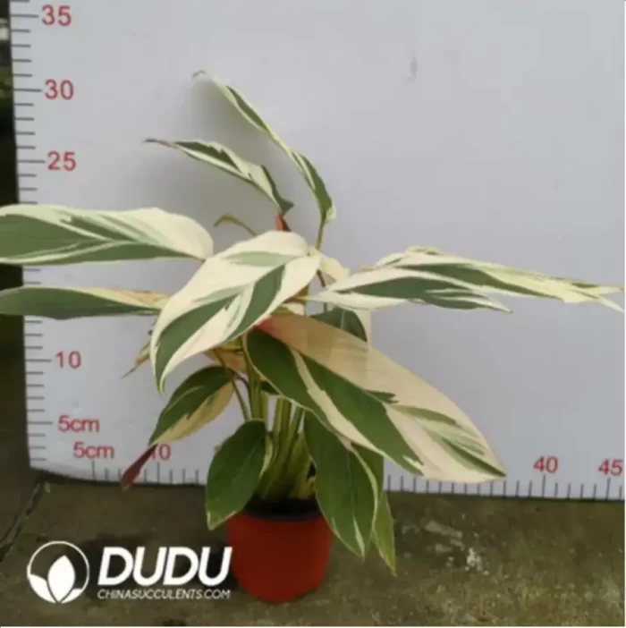 3.43/Pcs Marantaceae Watercolor(Reservations required)(Plant)(100Pcs?? - Image 2