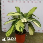 2.29/Pcs Marantaceae Ctenanthe lubbersia(Reservations required)(Plant)(100Pcs?? - Image 2