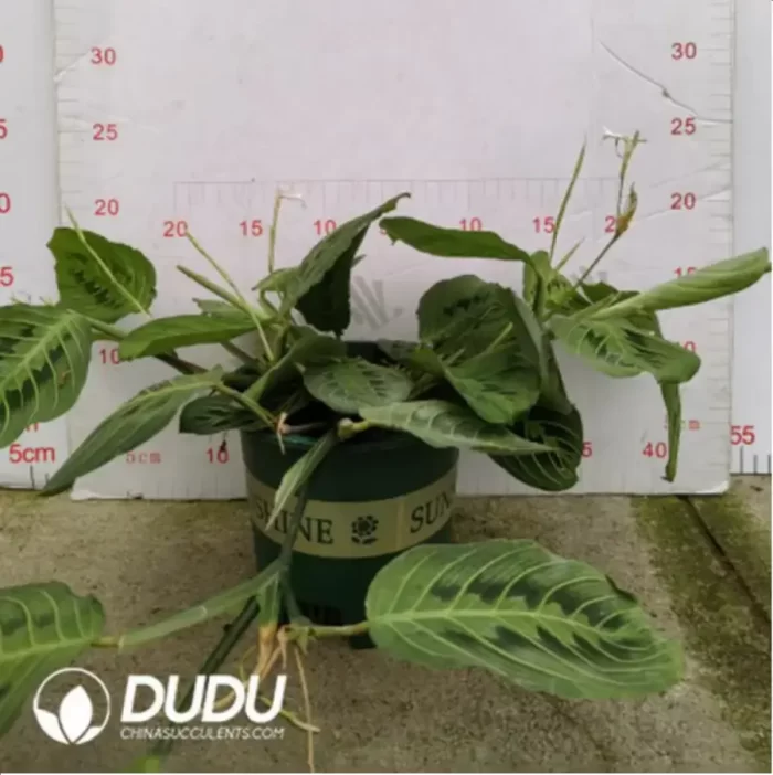 5.14/Pcs Marantaceae Maranta Lemon Lime(Plant)(100Pcs?? - Image 2