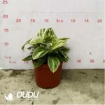 3.71/Pcs Philodendron Birkin(Reservations required)(Plant)(100Pcs?? - Image 2