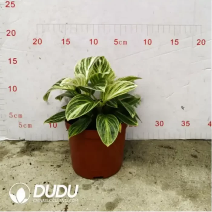 3.71/Pcs Philodendron Birkin(Reservations required)(Plant)(100Pcs?? - Image 2