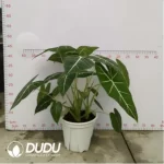 5.14/Pcs Alocasia Frydek(Plant)(100Pcs?? - Image 2