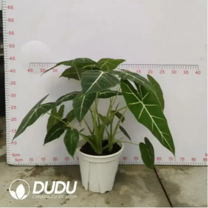 5.14/Pcs Alocasia Frydek(Plant)(100Pcs?? - Image 2
