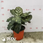 1.71/Pcs Maranta Plum Peacock(Reservations required)(Plant)(100Pcs?? - Image 2