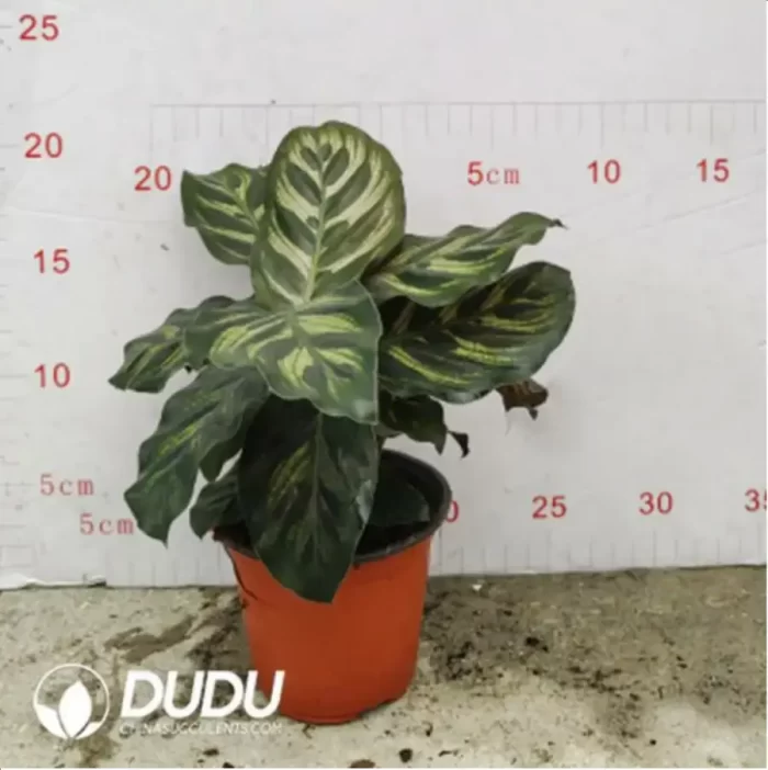 1.71/Pcs Maranta Plum Peacock(Reservations required)(Plant)(100Pcs?? - Image 2