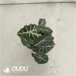 3.43/Pcs Alocasia Big Fairy Alocasia(Reservations required)(Plant)(100Pcs?? - Image 2