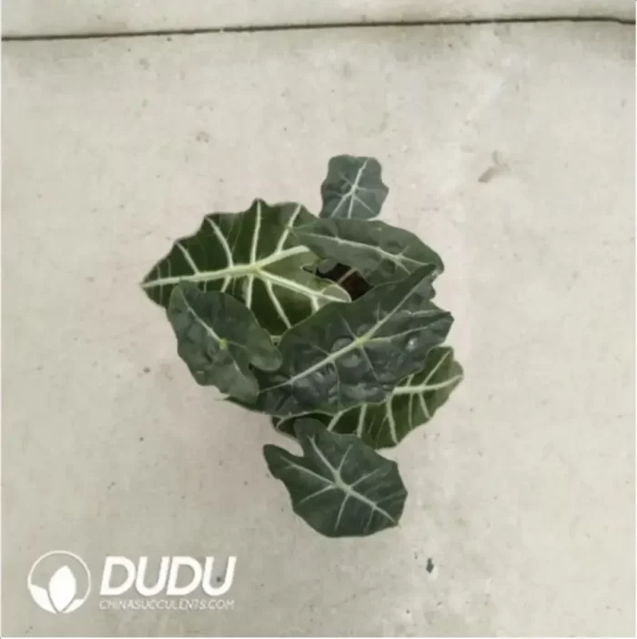 3.43/Pcs Alocasia Big Fairy Alocasia(Reservations required)(Plant)(100Pcs?? - Image 2