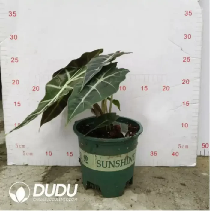 4.29/Pcs Alocasia Big Fairy Alocasia(Reservations required)(Plant)(100Pcs?? - Image 2