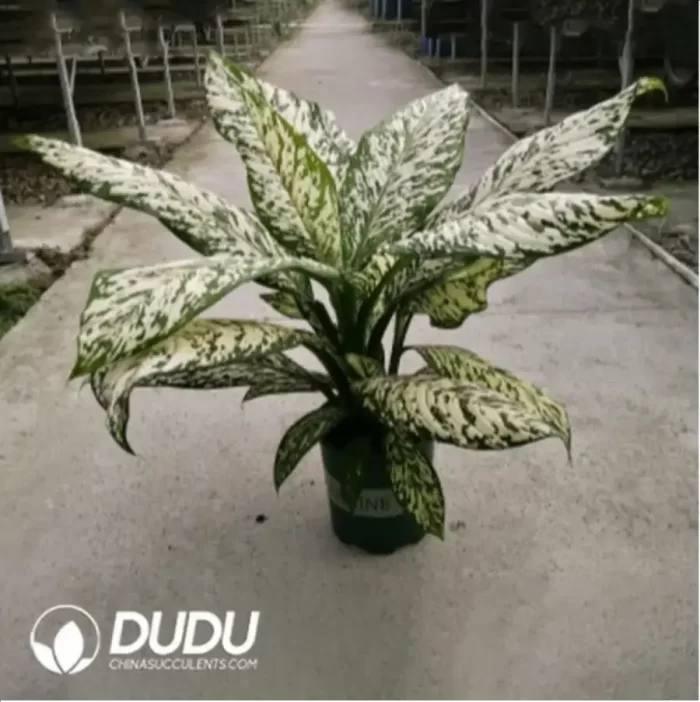 18/Pcs Rohdea japonica Blizzard Dieffenbachia(Plant)(20Pcs?? - Image 2