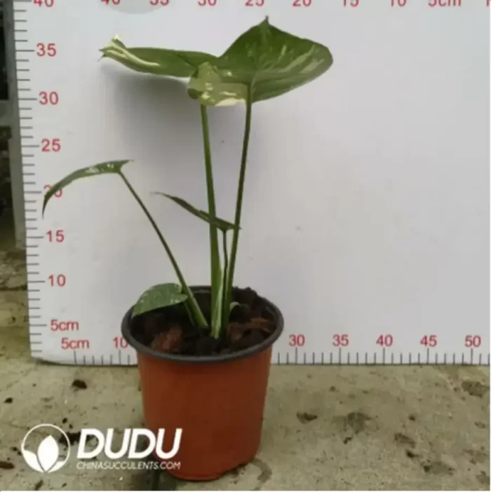 15.43/Pcs Monstera deliciosa Thai Constellation(Plant)(20Pcs?? - Image 2