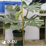 60/Pcs Monstera deliciosa Thai Constellation(Plant)(20Pcs?? - Image 2