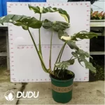32.14/Pcs Monstera deliciosa Thai Constellation(Plant)(20Pcs?? - Image 2