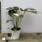25.71/Pcs Monstera deliciosa Thai Constellation(Plant)(20Pcs?? - Image 2