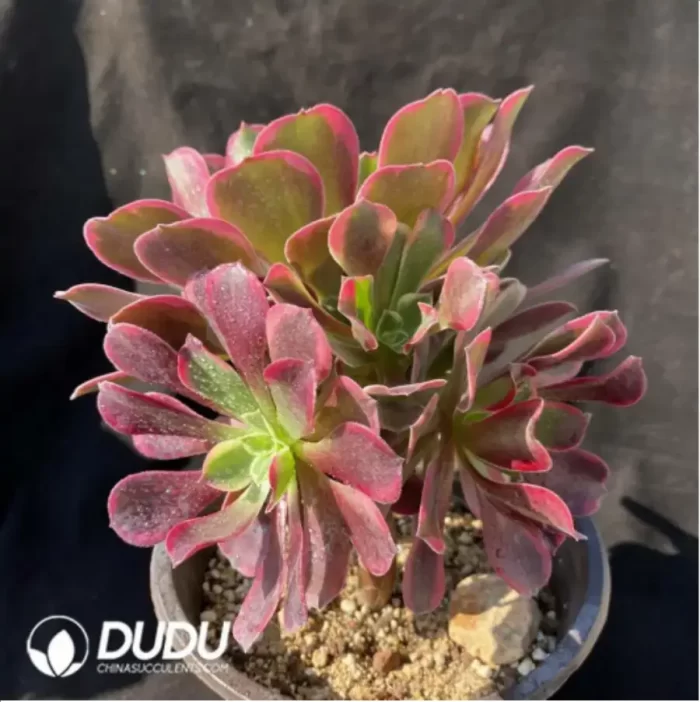 Aeonium  Aurora Clustering - Image 2