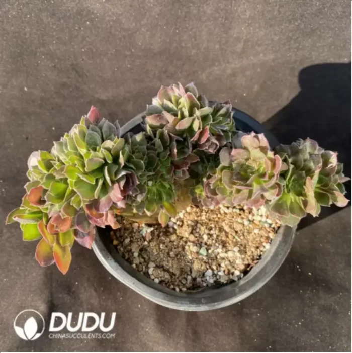 Aeonium Athena Cristata-6 - Image 2