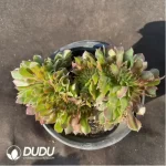 Aeonium Athena Cristata-5 - Image 2