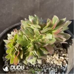 Aeonium Athena Cristata-3 - Image 2