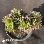 Aeonium Athena Cristata-1 - Image 2