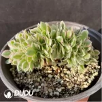 Aeonium Goddess Cristata-5 - Image 2