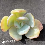 (1000pcs)$0.24/Pcs Echeveria Hakuhou Cutting - Image 2