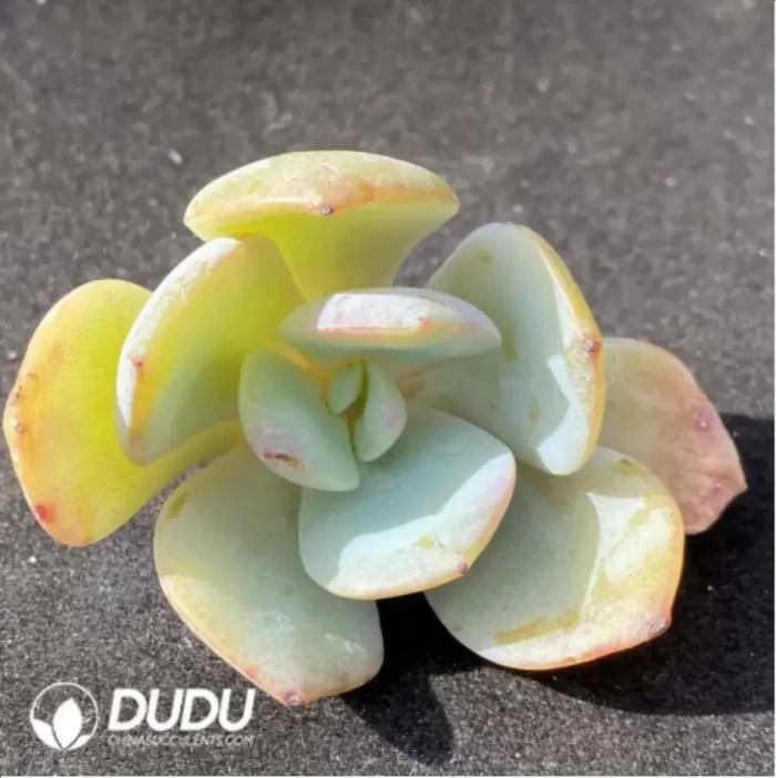 (1000pcs)$0.24/Pcs Echeveria Hakuhou Cutting - Image 2
