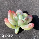 (1000pcs)$0.24/Pcs Echeveria clavatum Cutting - Image 2