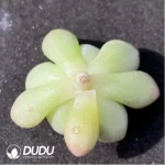 (1000pcs)$0.24/Pcs Echeveria Sedeveria Markus Variegata Cutting - Image 2