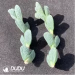 (1000pcs)$0.24/Pcs Astridia Velutina Dinter & Schwantes Cutting - Image 2