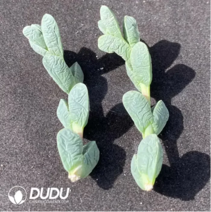 (1000pcs)$0.24/Pcs Astridia Velutina Dinter & Schwantes Cutting - Image 2