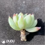 (1000pcs)$0.24/Pcs Echeveria Cuspidata Var.Zaragozae Cutting - Image 2