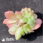 (1000pcs)$0.24/Pcs Echeveria Sailun Cristata Cutting - Image 2