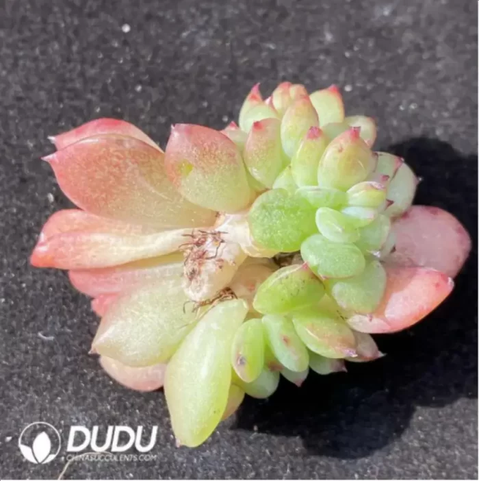 (1000pcs)$0.24/Pcs Echeveria Sailun Cristata Cutting - Image 2