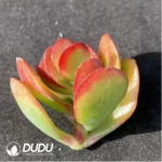(1000pcs)$0.24/Pcs Crassula Compacta Cutting - Image 2