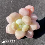 (1000pcs)$0.24/Pcs Pachyphytum Caviar Cutting - Image 2