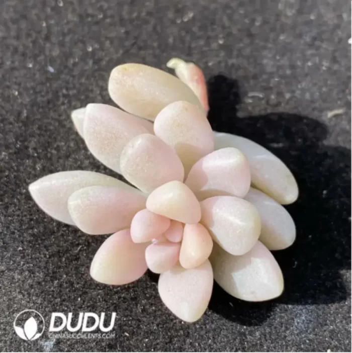 (1000pcs)$0.24/Pcs Graptosedum 'Francesco Baldi' Variegated Cutting - Image 2