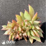 (1000pcs)$0.24/Pcs Echeveria Bohemia Cristata Cutting - Image 2
