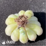 (1000pcs)$0.24/Pcs Echeveria Halbingeri Mexican Minima Cutting - Image 2