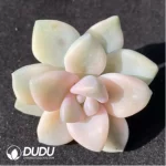 (1000pcs)$0.24/Pcs Pachyphytum Bernalense Variegata Cutting - Image 2