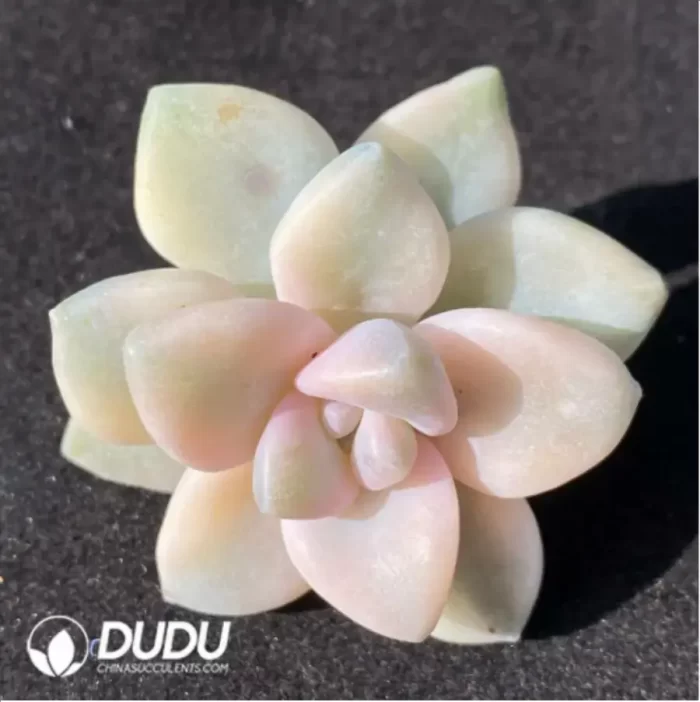 (1000pcs)$0.24/Pcs Pachyphytum Bernalense Variegata Cutting - Image 2
