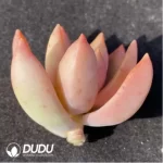 (1000pcs)$0.24/Pcs Sedum Nuss Cutting - Image 2