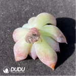 (1000pcs)$0.24/Pcs Echeveria Frosty Bloom Cutting - Image 2