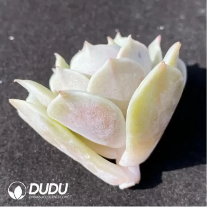 (1000pcs)$0.24/Pcs Echeveria Laura Cutting - Image 2